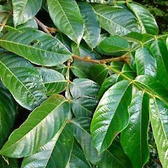 Adult foliage. May 2007.<br>Photographer: Peter J de Lange, Licence: <a target='_blank' href='https://creativecommons.org/licenses/by-nc/4.0'>CC BY-NC</a>.