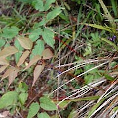 Astilbe rivularis