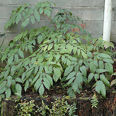 Self-sown at Pukeiti, Taranaki. Aug 2010.<br>Photographer: Colin C. Ogle, Licence: <a target='_blank' href='https://creativecommons.org/licenses/by-nc/4.0'>CC BY-NC</a>. <a class='member-message' href='/nzpcn/why-join-nzpcn/' target='_blank'>Members can view a larger version of this image.</a>
