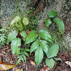 Self-sown at Pukeiti, Taranaki. Aug 2010.<br>Photographer: Colin C. Ogle, Licence: <a target='_blank' href='https://creativecommons.org/licenses/by-nc/4.0'>CC BY-NC</a>. <a class='member-message' href='/nzpcn/why-join-nzpcn/' target='_blank'>Members can view a larger version of this image.</a>