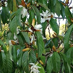 Magnolia doltsopa