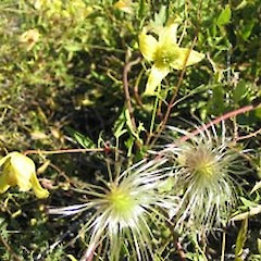 Clematis tangutica.<br>Photographer: John Barkla, Licence: <a target='_blank' href='https://creativecommons.org/licenses/by/4.0'>CC BY</a>.