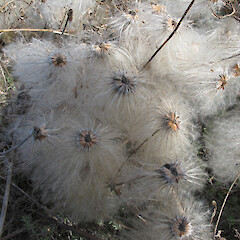 Seed heads. Flat Top Hill, Alexandra.<br>Photographer: John Barkla, Licence: <a target='_blank' href='https://creativecommons.org/licenses/by/4.0'>CC BY</a>. <a class='member-message' href='/nzpcn/why-join-nzpcn/' target='_blank'>Members can view a larger version of this image.</a>