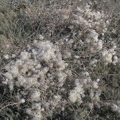 In seed. Flat Top Hill, Alexandra.<br>Photographer: John Barkla, Licence: <a target='_blank' href='https://creativecommons.org/licenses/by/4.0'>CC BY</a>. <a class='member-message' href='/nzpcn/why-join-nzpcn/' target='_blank'>Members can view a larger version of this image.</a>