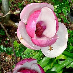 Magnolia x soulangiana