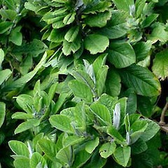 Foliage. Aug 2007.<br>Photographer: Peter J de Lange, Licence: <a target='_blank' href='https://creativecommons.org/licenses/by-nc/4.0'>CC BY-NC</a>.