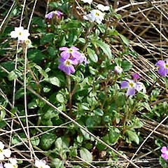 Malcolmia maritima