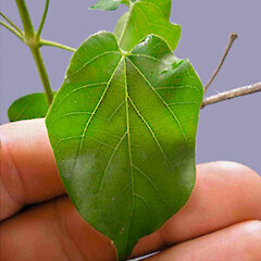 Amphilophium crucigerum