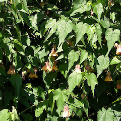Abutilon megapotamicum × A. pictum