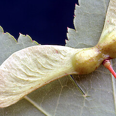 Fruit. Whanganui. Mar 2012.<br>Photographer: Colin C. Ogle, Licence: <a target='_blank' href='https://creativecommons.org/licenses/by-nc/4.0'>CC BY-NC</a>. <a class='member-message' href='/nzpcn/why-join-nzpcn/' target='_blank'>Members can view a larger version of this image.</a>