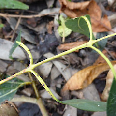 Leaves of adult in opposite pairs; planted tree, Virginia Lake, Whanganui.<br>Photographer: Colin C. Ogle, Date taken: 17/06/2018, Licence: <a target='_blank' href='https://creativecommons.org/licenses/by-nc/4.0'>CC BY-NC</a>.