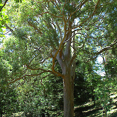 Planted, Virginia Lake Reserve, Whanganui.<br>Photographer: Colin C. Ogle, Date taken: 12/11/2007, Licence: <a target='_blank' href='https://creativecommons.org/licenses/by-nc/4.0'>CC BY-NC</a>. <a class='member-message' href='/nzpcn/why-join-nzpcn/' target='_blank'>Members can view a larger version of this image.</a>