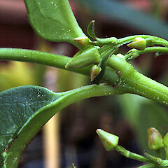 Aphanopetalum resinosum