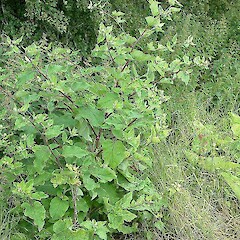 Arctium minus subsp. pubens, England.<br>Photographer: John Smith-Dodsworth, Licence: <a target='_blank' href='https://creativecommons.org/licenses/by-nc/4.0'>CC BY-NC</a>. <a class='member-message' href='/nzpcn/why-join-nzpcn/' target='_blank'>Members can view a larger version of this image.</a>