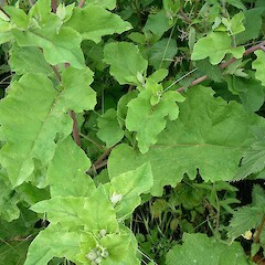 Arctium minus subsp. pubens, England.<br>Photographer: John Smith-Dodsworth, Licence: <a target='_blank' href='https://creativecommons.org/licenses/by-nc/4.0'>CC BY-NC</a>. <a class='member-message' href='/nzpcn/why-join-nzpcn/' target='_blank'>Members can view a larger version of this image.</a>