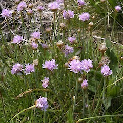 Armeria maritima