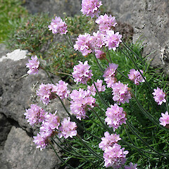 Isle of Mull, Scotland.<br>Photographer: John Sawyer, Date taken: 01/06/2008, Licence: <a target='_blank' href='https://creativecommons.org/licenses/by-nc/4.0'>CC BY-NC</a>. <a class='member-message' href='/nzpcn/why-join-nzpcn/' target='_blank'>Members can view a larger version of this image.</a>