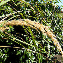 Inflorescence; ex-Milson Line, Palmerston North; road edge.<br>Photographer: Colin C. Ogle, Date taken: 28/03/2017, Licence: <a target='_blank' href='https://creativecommons.org/licenses/by-nc/4.0'>CC BY-NC</a>. <a class='member-message' href='/nzpcn/why-join-nzpcn/' target='_blank'>Members can view a larger version of this image.</a>