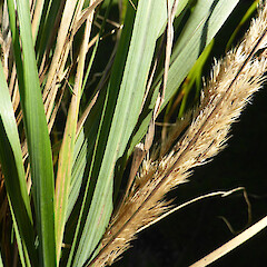 Inflorescence & foliage; ex-Milson Line, Palmerston North; road edge.<br>Photographer: Colin C. Ogle, Date taken: 28/03/2017, Licence: <a target='_blank' href='https://creativecommons.org/licenses/by-nc/4.0'>CC BY-NC</a>. <a class='member-message' href='/nzpcn/why-join-nzpcn/' target='_blank'>Members can view a larger version of this image.</a>