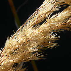 Inflorescence (part); ex-Milson Line, Palmerston North; road edge.<br>Photographer: Colin C. Ogle, Date taken: 28/03/2017, Licence: <a target='_blank' href='https://creativecommons.org/licenses/by-nc/4.0'>CC BY-NC</a>. <a class='member-message' href='/nzpcn/why-join-nzpcn/' target='_blank'>Members can view a larger version of this image.</a>