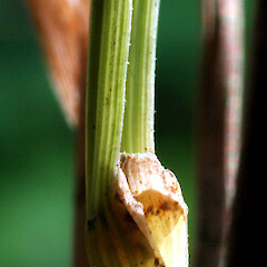 Ligule; ex-Milson Line, Palmerston North; road edge.<br>Photographer: Colin C. Ogle, Date taken: 28/03/2017, Licence: <a target='_blank' href='https://creativecommons.org/licenses/by-nc/4.0'>CC BY-NC</a>. <a class='member-message' href='/nzpcn/why-join-nzpcn/' target='_blank'>Members can view a larger version of this image.</a>