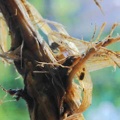 Culm base - short rhizome with adventitious roots; Milson Line, Palmerston North; road edge.<br>Photographer: Colin C. Ogle, Date taken: 28/03/2017, Licence: <a target='_blank' href='https://creativecommons.org/licenses/by-nc/4.0'>CC BY-NC</a>. <a class='member-message' href='/nzpcn/why-join-nzpcn/' target='_blank'>Members can view a larger version of this image.</a>