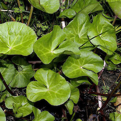 Caltha palustris, in cultivation.<br>Photographer: John Smith-Dodsworth, Licence: <a target='_blank' href='https://creativecommons.org/licenses/by-nc/4.0'>CC BY-NC</a>. <a class='member-message' href='/nzpcn/why-join-nzpcn/' target='_blank'>Members can view a larger version of this image.</a>