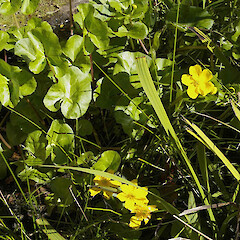 Caltha palustris, in cultivation.<br>Photographer: John Smith-Dodsworth, Licence: <a target='_blank' href='https://creativecommons.org/licenses/by-nc/4.0'>CC BY-NC</a>. <a class='member-message' href='/nzpcn/why-join-nzpcn/' target='_blank'>Members can view a larger version of this image.</a>