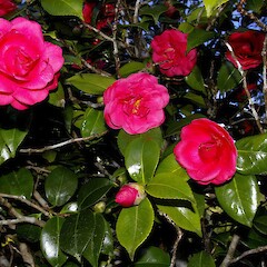Camellia japonica, in cultivation.<br>Photographer: John Smith-Dodsworth, Licence: <a target='_blank' href='https://creativecommons.org/licenses/by-nc/4.0'>CC BY-NC</a>. <a class='member-message' href='/nzpcn/why-join-nzpcn/' target='_blank'>Members can view a larger version of this image.</a>