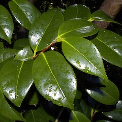Camellia japonica, in cultivation.<br>Photographer: John Smith-Dodsworth, Licence: <a target='_blank' href='https://creativecommons.org/licenses/by-nc/4.0'>CC BY-NC</a>. <a class='member-message' href='/nzpcn/why-join-nzpcn/' target='_blank'>Members can view a larger version of this image.</a>