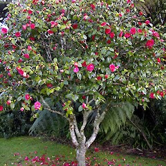 Camellia japonica, in cultivation.<br>Photographer: John Smith-Dodsworth, Licence: <a target='_blank' href='https://creativecommons.org/licenses/by-nc/4.0'>CC BY-NC</a>. <a class='member-message' href='/nzpcn/why-join-nzpcn/' target='_blank'>Members can view a larger version of this image.</a>