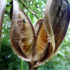 Empty dry capsule. Under trees near homestead; Bushy Park, Kaiiwi, Whanganui.<br>Photographer: Colin C. Ogle, Date taken: 04/02/2016, Licence: <a target='_blank' href='https://creativecommons.org/licenses/by-nc/4.0'>CC BY-NC</a>. <a class='member-message' href='/nzpcn/why-join-nzpcn/' target='_blank'>Members can view a larger version of this image.</a>
