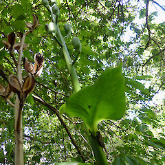Stems with dehisced (left) and green capsules; near homestead; Bushy Park, Kaiiwi, Whanganui.<br>Photographer: Colin C. Ogle, Date taken: 04/02/2016, Licence: <a target='_blank' href='https://creativecommons.org/licenses/by-nc/4.0'>CC BY-NC</a>. <a class='member-message' href='/nzpcn/why-join-nzpcn/' target='_blank'>Members can view a larger version of this image.</a>
