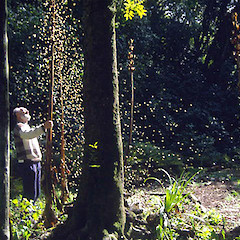 Cardiocrinum seed being shaken from ripe pods; in garden near Marton, Rangitikei.<br>Photographer: Colin C. Ogle, Date taken: 01/08/1993, Licence: <a target='_blank' href='https://creativecommons.org/licenses/by-nc/4.0'>CC BY-NC</a>.