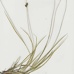 Carex hirsutella