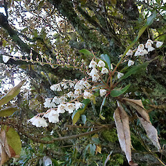 In cultivation, Bushy Park, Whanganui. Apr 2012.<br>Photographer: Colin C. Ogle, Licence: <a target='_blank' href='https://creativecommons.org/licenses/by-nc/4.0'>CC BY-NC</a>. <a class='member-message' href='/nzpcn/why-join-nzpcn/' target='_blank'>Members can view a larger version of this image.</a>