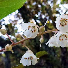 In cultivation, Bushy Park, Whanganui. Apr 2012.<br>Photographer: Colin C. Ogle, Licence: <a target='_blank' href='https://creativecommons.org/licenses/by-nc/4.0'>CC BY-NC</a>. <a class='member-message' href='/nzpcn/why-join-nzpcn/' target='_blank'>Members can view a larger version of this image.</a>