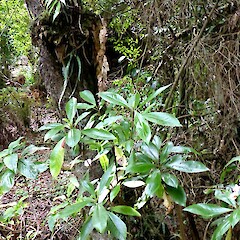 Seedling growing on Cyathea medullaris, Bushy Park, Kaiiwi.<br>Photographer: Colin C. Ogle, Date taken: 29/03/2014, Licence: <a target='_blank' href='https://creativecommons.org/licenses/by-nc/4.0'>CC BY-NC</a>. <a class='member-message' href='/nzpcn/why-join-nzpcn/' target='_blank'>Members can view a larger version of this image.</a>