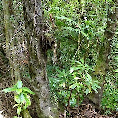 Seedling growing on Cyathea medullaris, Bushy Park, Kaiiwi.<br>Photographer: Colin C. Ogle, Date taken: 29/03/2014, Licence: <a target='_blank' href='https://creativecommons.org/licenses/by-nc/4.0'>CC BY-NC</a>. <a class='member-message' href='/nzpcn/why-join-nzpcn/' target='_blank'>Members can view a larger version of this image.</a>