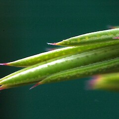 C. pulchellum leaves with apiculate tips and fine marginal serrations; Victoria Ave, Whanganui.<br>Photographer: Colin C. Ogle, Date taken: 02/10/2015, Licence: <a target='_blank' href='https://creativecommons.org/licenses/by-nc/4.0'>CC BY-NC</a>. <a class='member-message' href='/nzpcn/why-join-nzpcn/' target='_blank'>Members can view a larger version of this image.</a>
