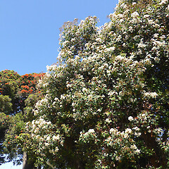 Planted tree, Queen’s Park/Pukenamu, Whanganui (red flowers of C. ficifolia in background).<br>Photographer: Colin C. Ogle, Date taken: 19/01/2019, Licence: <a target='_blank' href='https://creativecommons.org/licenses/by-nc/4.0'>CC BY-NC</a>. <a class='member-message' href='/nzpcn/why-join-nzpcn/' target='_blank'>Members can view a larger version of this image.</a>