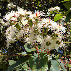 Planted tree, Queen’s Park/Pukenamu, Whanganui.<br>Photographer: Colin C. Ogle, Date taken: 19/01/2019, Licence: <a target='_blank' href='https://creativecommons.org/licenses/by-nc/4.0'>CC BY-NC</a>. <a class='member-message' href='/nzpcn/why-join-nzpcn/' target='_blank'>Members can view a larger version of this image.</a>