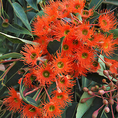 Whanganui.<br>Photographer: Colin C. Ogle, Date taken: 01/02/2006, Licence: <a target='_blank' href='https://creativecommons.org/licenses/by-nc/4.0'>CC BY-NC</a>. <a class='member-message' href='/nzpcn/why-join-nzpcn/' target='_blank'>Members can view a larger version of this image.</a>