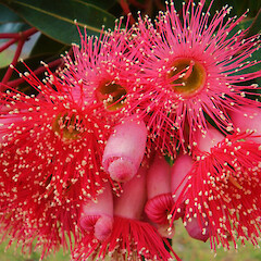 Corymbia ficifolia.<br>Photographer: Geoff Hare, Licence: All rights reserved. <a class='member-message' href='/nzpcn/why-join-nzpcn/' target='_blank'>Members can view a larger version of this image.</a>