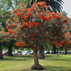Corymbia ficifolia - flowers.<br>Photographer: Geoff Hare, Licence: All rights reserved. <a class='member-message' href='/nzpcn/why-join-nzpcn/' target='_blank'>Members can view a larger version of this image.</a>