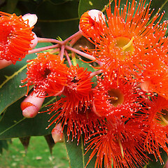 Corymbia ficifolia - flowers (orange).<br>Photographer: Geoff Hare, Licence: All rights reserved. <a class='member-message' href='/nzpcn/why-join-nzpcn/' target='_blank'>Members can view a larger version of this image.</a>