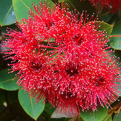Corymbia ficifolia - flowers.<br>Photographer: Geoff Hare, Licence: All rights reserved. <a class='member-message' href='/nzpcn/why-join-nzpcn/' target='_blank'>Members can view a larger version of this image.</a>