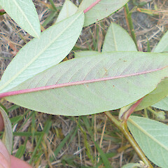 Leaf under-sides; Bowenvale Park, Port Hills, Christchurch.<br>Photographer: Dave Holland, Date taken: 09/12/2019, Licence: All rights reserved. <a class='member-message' href='/nzpcn/why-join-nzpcn/' target='_blank'>Members can view a larger version of this image.</a>