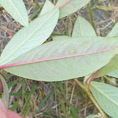 Leaf under-sides; Bowenvale Park, Port Hills, Christchurch.<br>Photographer: Dave Holland, Date taken: 09/12/2019, Licence: All rights reserved.