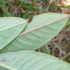 Leaf undersides and leaf tips, pubescent margins; Bowenvale Park, Port Hills, Christchurch.<br>Photographer: Dave Holland, Date taken: 09/12/2019, Licence: All rights reserved. <a class='member-message' href='/nzpcn/why-join-nzpcn/' target='_blank'>Members can view a larger version of this image.</a>